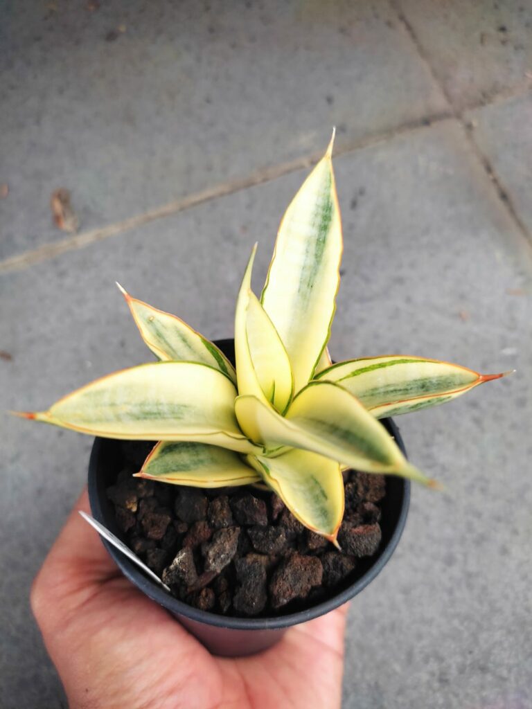kaktus.id