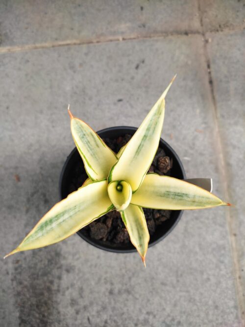 Sansevieria Hybrid Fero Variegated, real gallery image #4 plants. Picture taken directly from kaktus.id community Sansevieria farmer green houses.