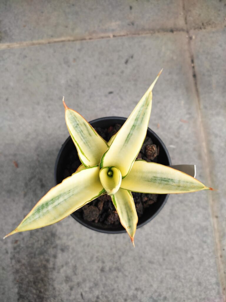 kaktus.id