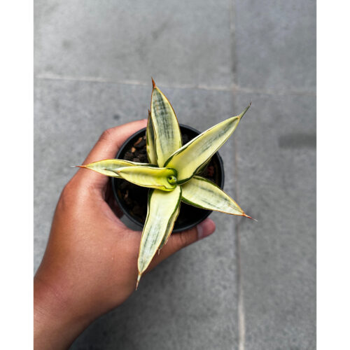 1242. Sansevieria Hybrid Fero Variegated