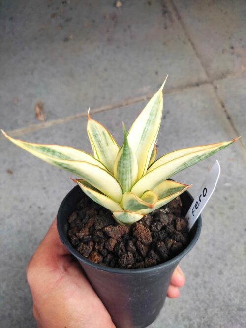 Sansevieria Hybrid Fero Variegated, real gallery image #2 plants. Picture taken directly from kaktus.id community Sansevieria farmer green houses.