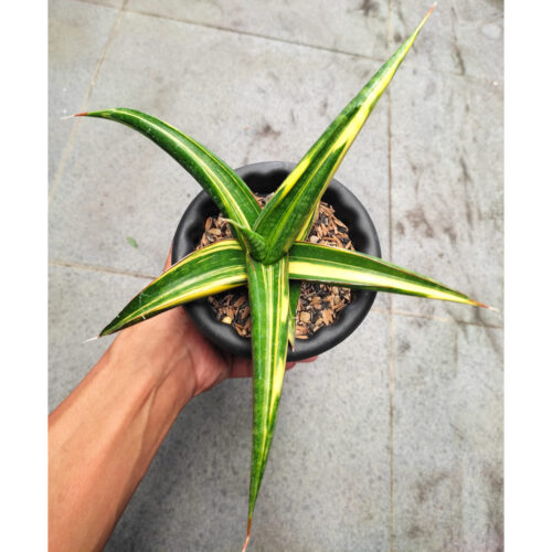 1243. Sansevieria Kitonga Variegated