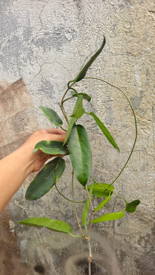 Hoya Archboldiana, real gallery image #6 plants. Picture taken directly from kaktus.id community Hoya farmer green houses.