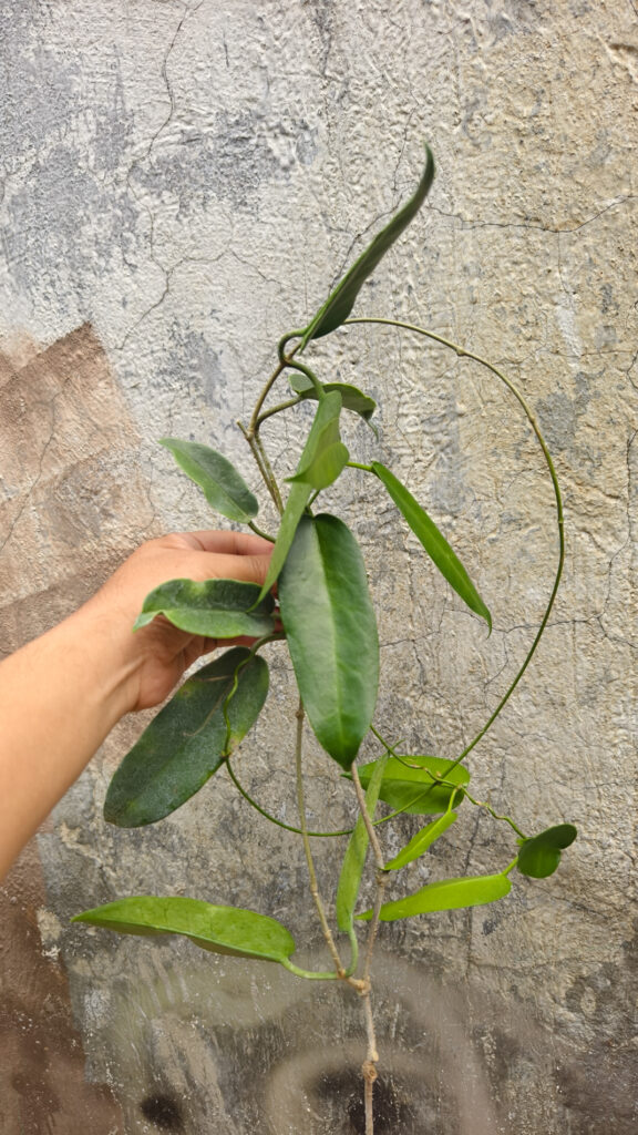 kaktus.id