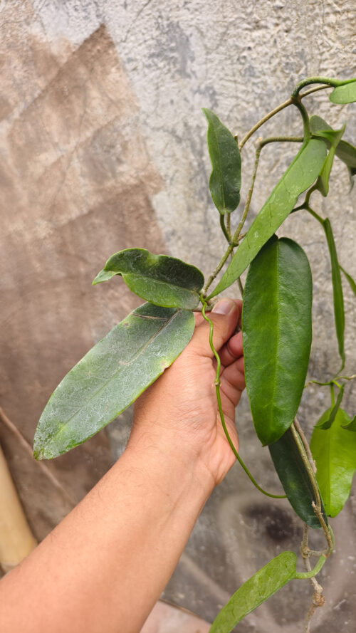 Hoya Archboldiana, real gallery image #4 plants. Picture taken directly from kaktus.id community Hoya farmer green houses.
