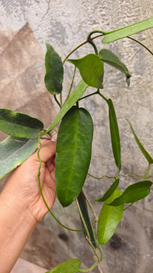 Hoya Archboldiana, real gallery image #2 plants. Picture taken directly from kaktus.id community Hoya farmer green houses.