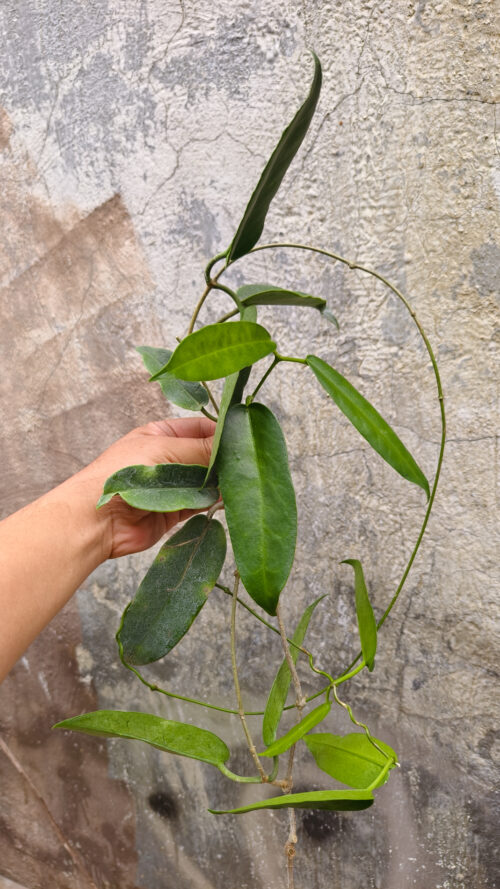 Hoya Archboldiana, real gallery image #3 plants. Picture taken directly from kaktus.id community Hoya farmer green houses.