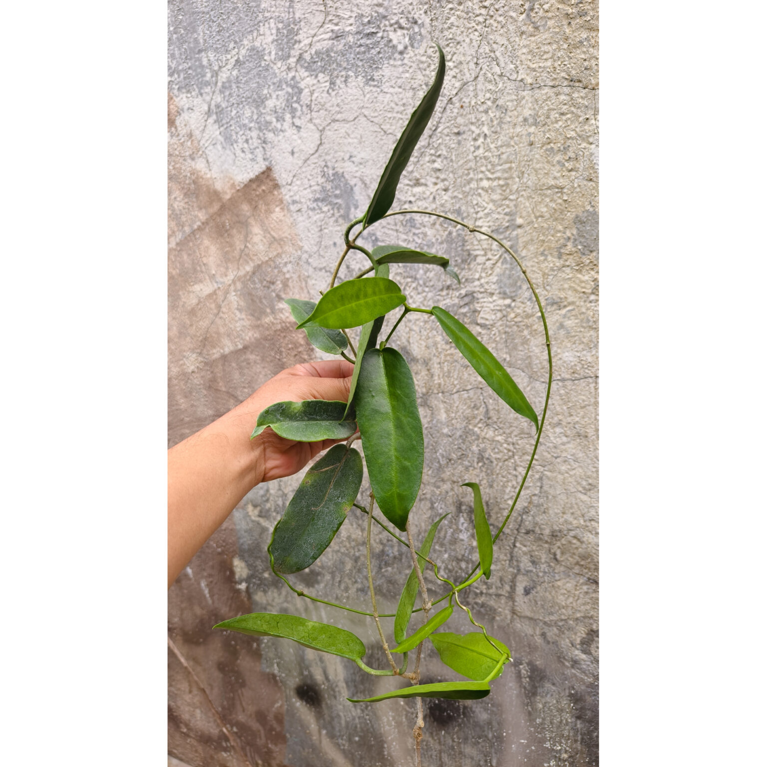 Hoya Archboldiana, real feature image plant. Picture taken directly from kaktus.id community Hoya farmer green houses.