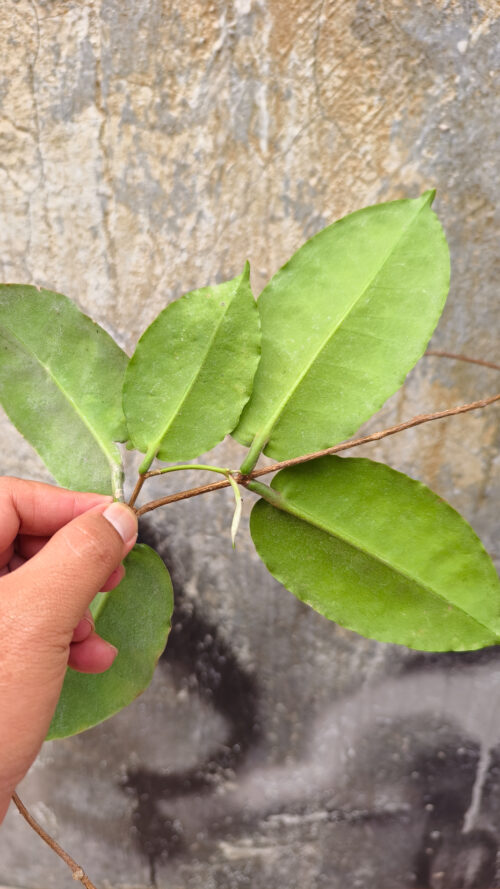 Hoya Verstegii, real gallery image #4 plants. Picture taken directly from kaktus.id community Hoya farmer green houses.