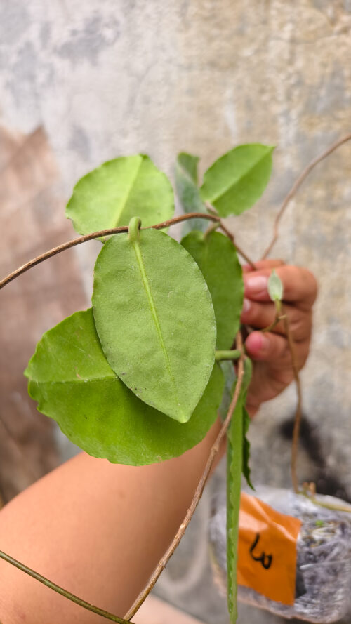 Hoya Verstegii, real gallery image #1 plants. Picture taken directly from kaktus.id community Hoya farmer green houses.