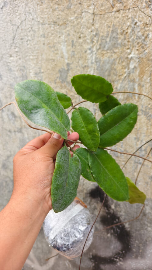 Hoya Verstegii, real gallery image #2 plants. Picture taken directly from kaktus.id community Hoya farmer green houses.
