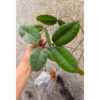 Hoya Verstegii, real feature image plant. Picture taken directly from kaktus.id community Hoya farmer green houses.