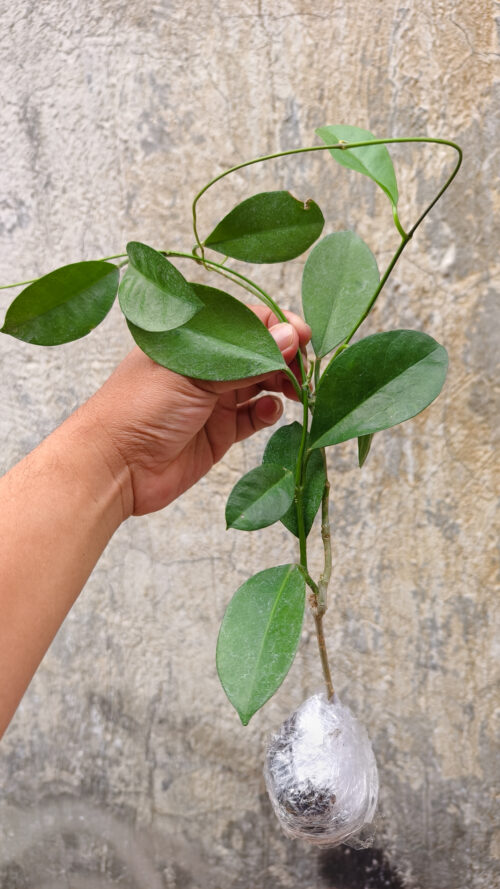 Hoya Affinis, real gallery image #8 plants. Picture taken directly from kaktus.id community Hoya farmer green houses.