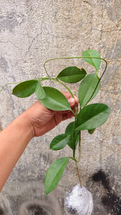 Hoya Affinis, real gallery image #5 plants. Picture taken directly from kaktus.id community Hoya farmer green houses.