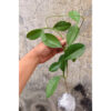 Hoya Affinis, real feature image plant. Picture taken directly from kaktus.id community Hoya farmer green houses.