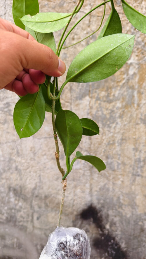 Hoya Affinis, real gallery image #7 plants. Picture taken directly from kaktus.id community Hoya farmer green houses.