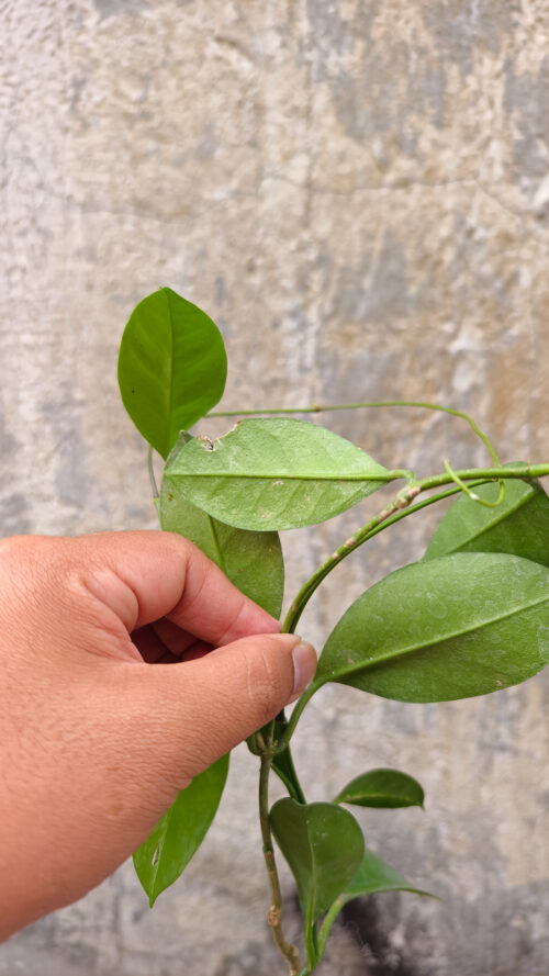 Hoya Affinis, real gallery image #1 plants. Picture taken directly from kaktus.id community Hoya farmer green houses.