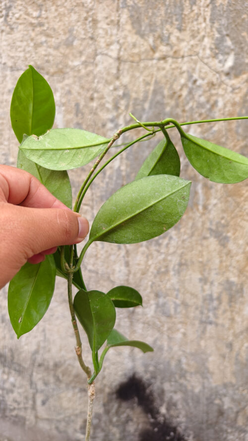 Hoya Affinis, real gallery image #2 plants. Picture taken directly from kaktus.id community Hoya farmer green houses.