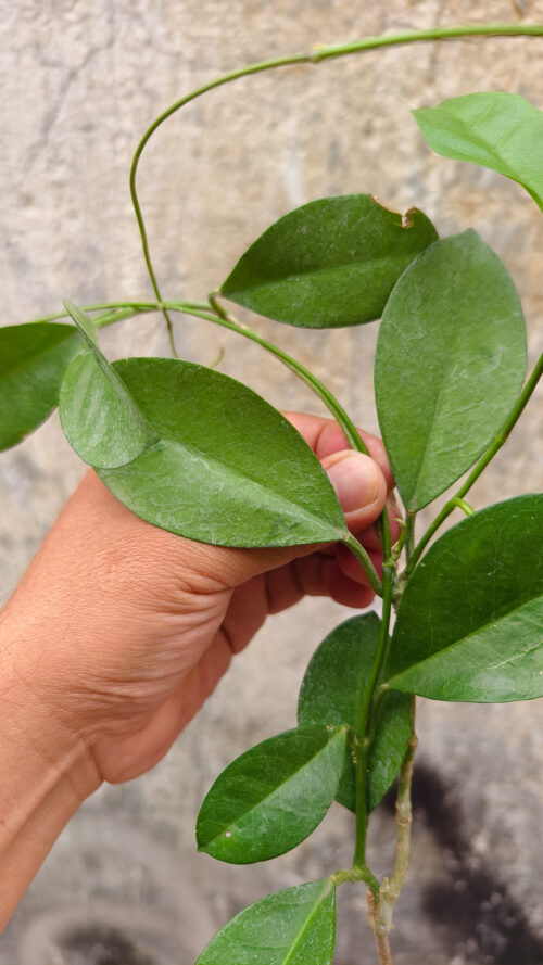 Hoya Affinis, real gallery image #3 plants. Picture taken directly from kaktus.id community Hoya farmer green houses.