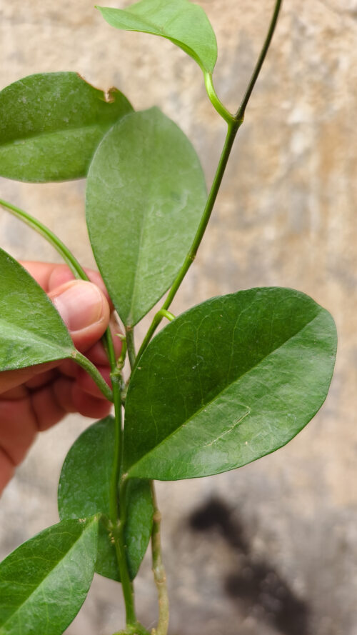Hoya Affinis, real gallery image #4 plants. Picture taken directly from kaktus.id community Hoya farmer green houses.