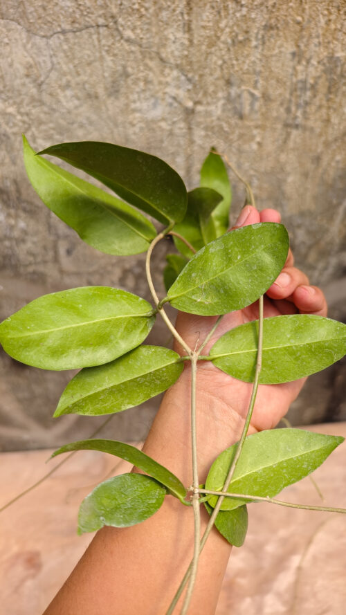 Hoya Evelinae, real gallery image #4 plants. Picture taken directly from kaktus.id community Hoya farmer green houses.