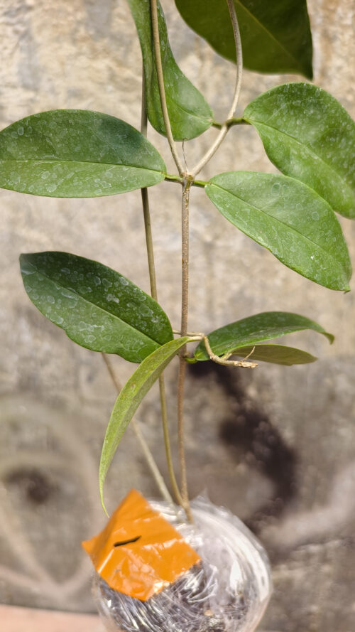 Hoya Evelinae, real gallery image #5 plants. Picture taken directly from kaktus.id community Hoya farmer green houses.