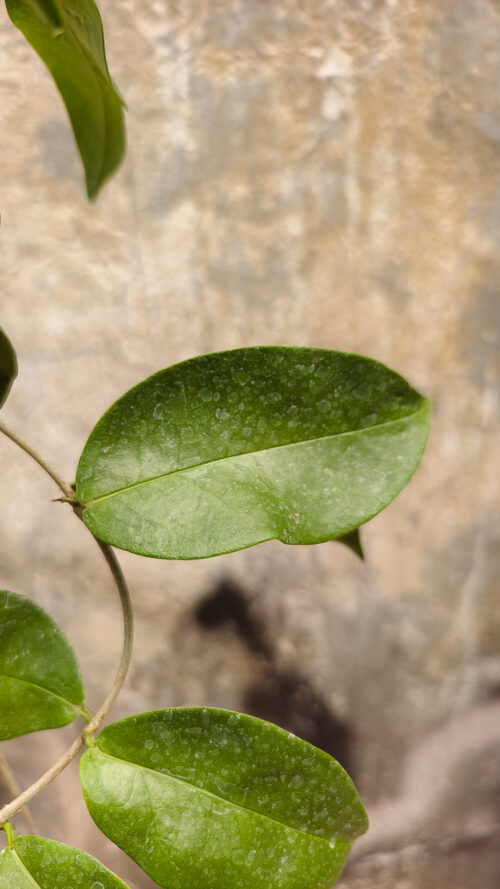 Hoya Evelinae, real gallery image #2 plants. Picture taken directly from kaktus.id community Hoya farmer green houses.