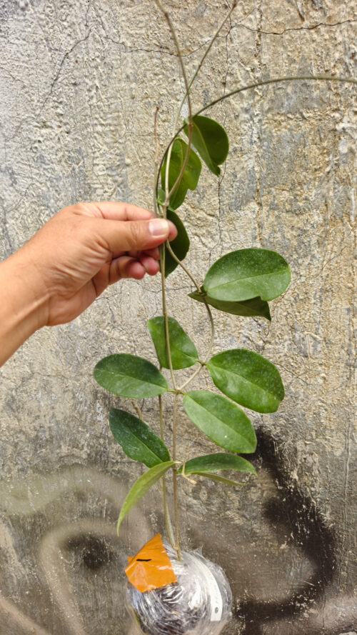 Hoya Evelinae, real gallery image #3 plants. Picture taken directly from kaktus.id community Hoya farmer green houses.