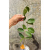 Hoya Evelinae, real feature image plant. Picture taken directly from kaktus.id community Hoya farmer green houses.