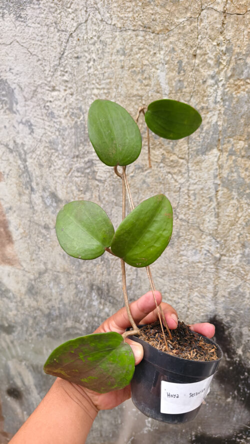 Hoya Serawak, real gallery image #8 plants. Picture taken directly from kaktus.id community Hoya farmer green houses.
