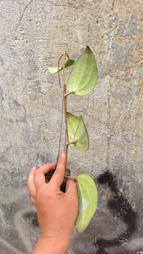 Hoya Serawak, real gallery image #9 plants. Picture taken directly from kaktus.id community Hoya farmer green houses.