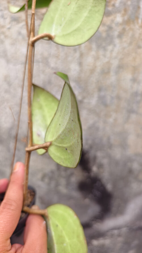 Hoya Serawak, real gallery image #7 plants. Picture taken directly from kaktus.id community Hoya farmer green houses.