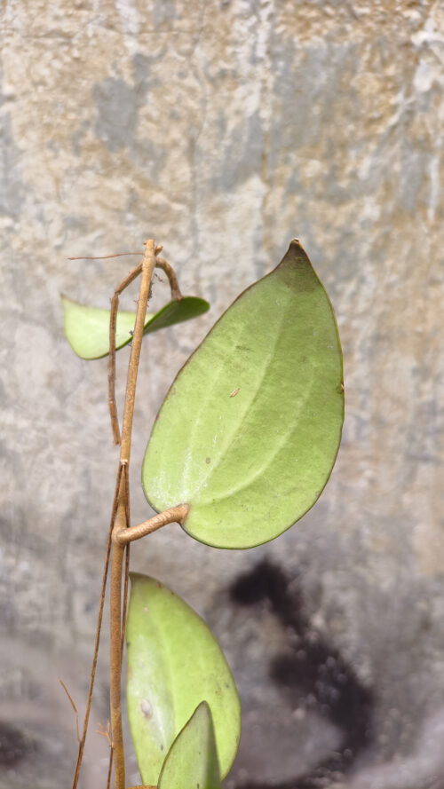 Hoya Serawak, real gallery image #4 plants. Picture taken directly from kaktus.id community Hoya farmer green houses.