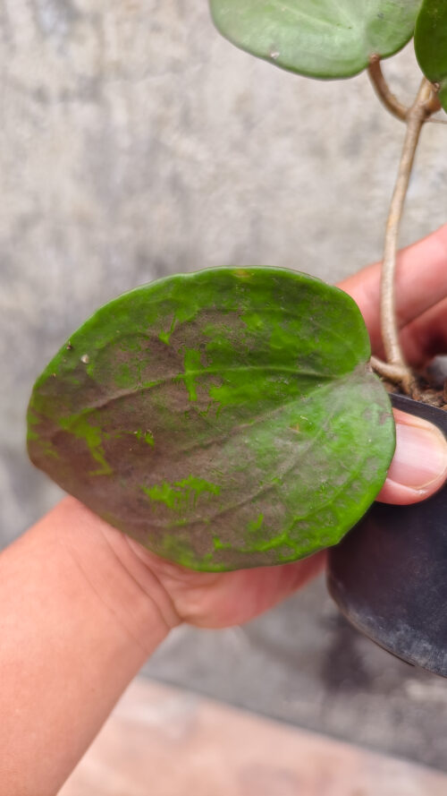 Hoya Serawak, real gallery image #5 plants. Picture taken directly from kaktus.id community Hoya farmer green houses.