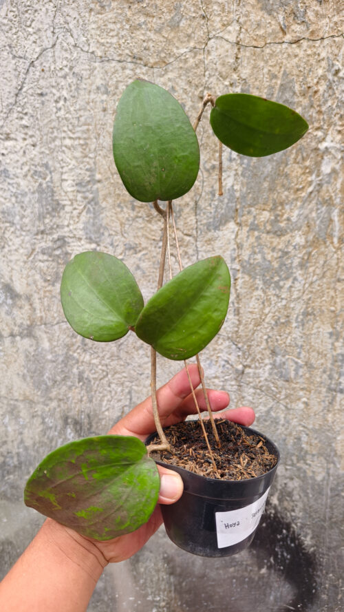 Hoya Serawak, real gallery image #3 plants. Picture taken directly from kaktus.id community Hoya farmer green houses.