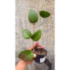 Hoya Serawak, real feature image plant. Picture taken directly from kaktus.id community Hoya farmer green houses.