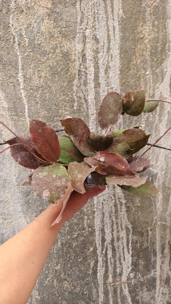 kaktus.id