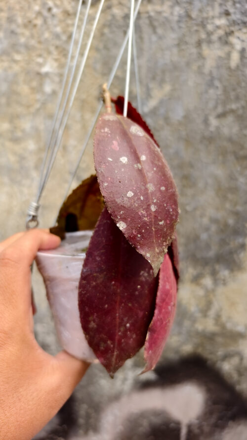 Hoya Undulata, real gallery image #3 plants. Picture taken directly from kaktus.id community Hoya farmer green houses.