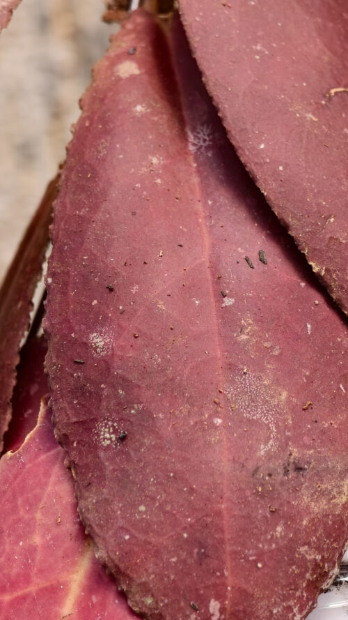 Hoya Undulata, real gallery image #4 plants. Picture taken directly from kaktus.id community Hoya farmer green houses.