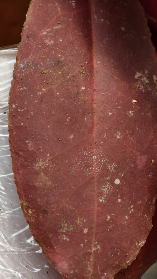 Hoya Undulata, real gallery image #5 plants. Picture taken directly from kaktus.id community Hoya farmer green houses.