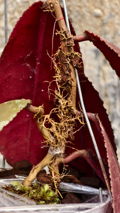 Hoya Undulata, real gallery image #6 plants. Picture taken directly from kaktus.id community Hoya farmer green houses.