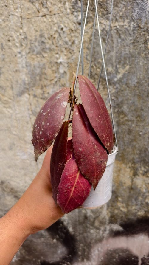 Hoya Undulata, real gallery image #2 plants. Picture taken directly from kaktus.id community Hoya farmer green houses.