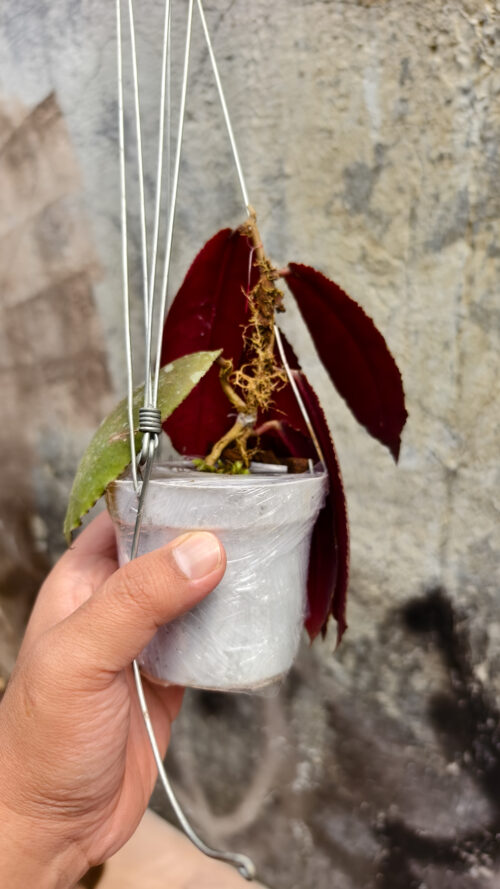 Hoya Undulata, real gallery image #1 plants. Picture taken directly from kaktus.id community Hoya farmer green houses.