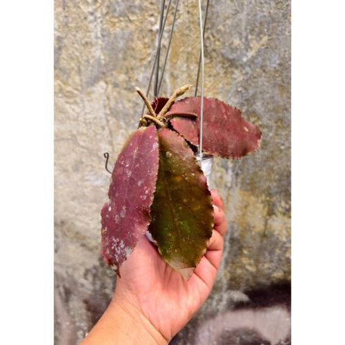 1249. Hoya Undulata
