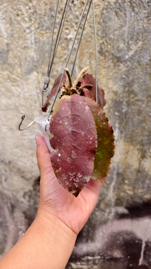 Hoya Undulata, real gallery image #9 plants. Picture taken directly from kaktus.id community Hoya farmer green houses.