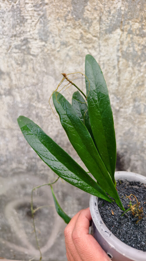 Hoya Sulawesiana, real gallery image #2 plants. Picture taken directly from kaktus.id community Hoya farmer green houses.