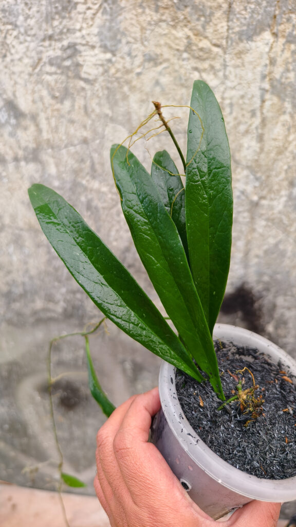 kaktus.id