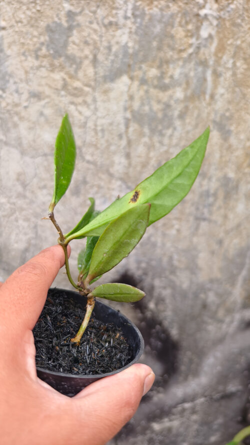 Hoya Sulawesiana, real gallery image #4 plants. Picture taken directly from kaktus.id community Hoya farmer green houses.