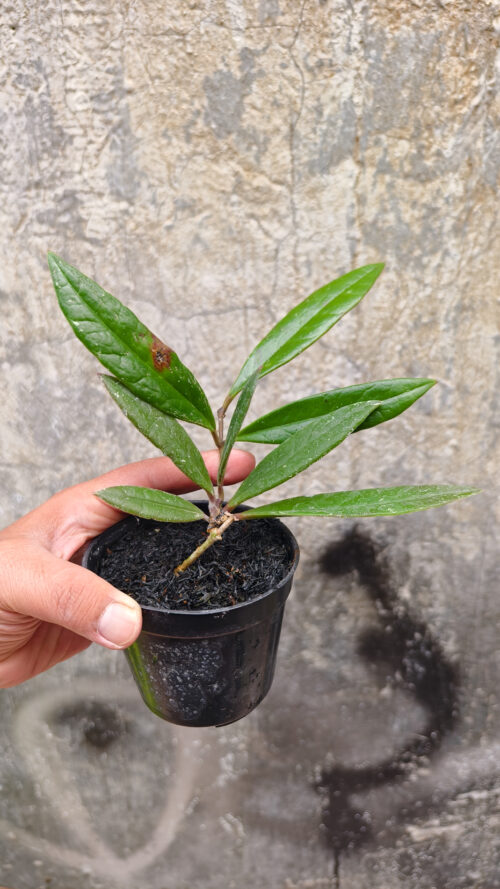Hoya Sulawesiana, real gallery image #5 plants. Picture taken directly from kaktus.id community Hoya farmer green houses.