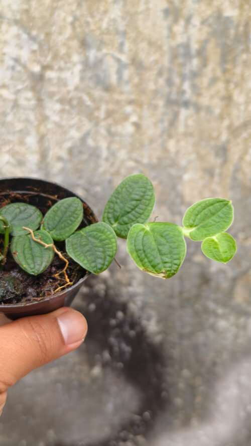 Vivarium Piper Clypeatum, real gallery image #1 plants. Picture taken directly from kaktus.id community Vivarium farmer green houses.